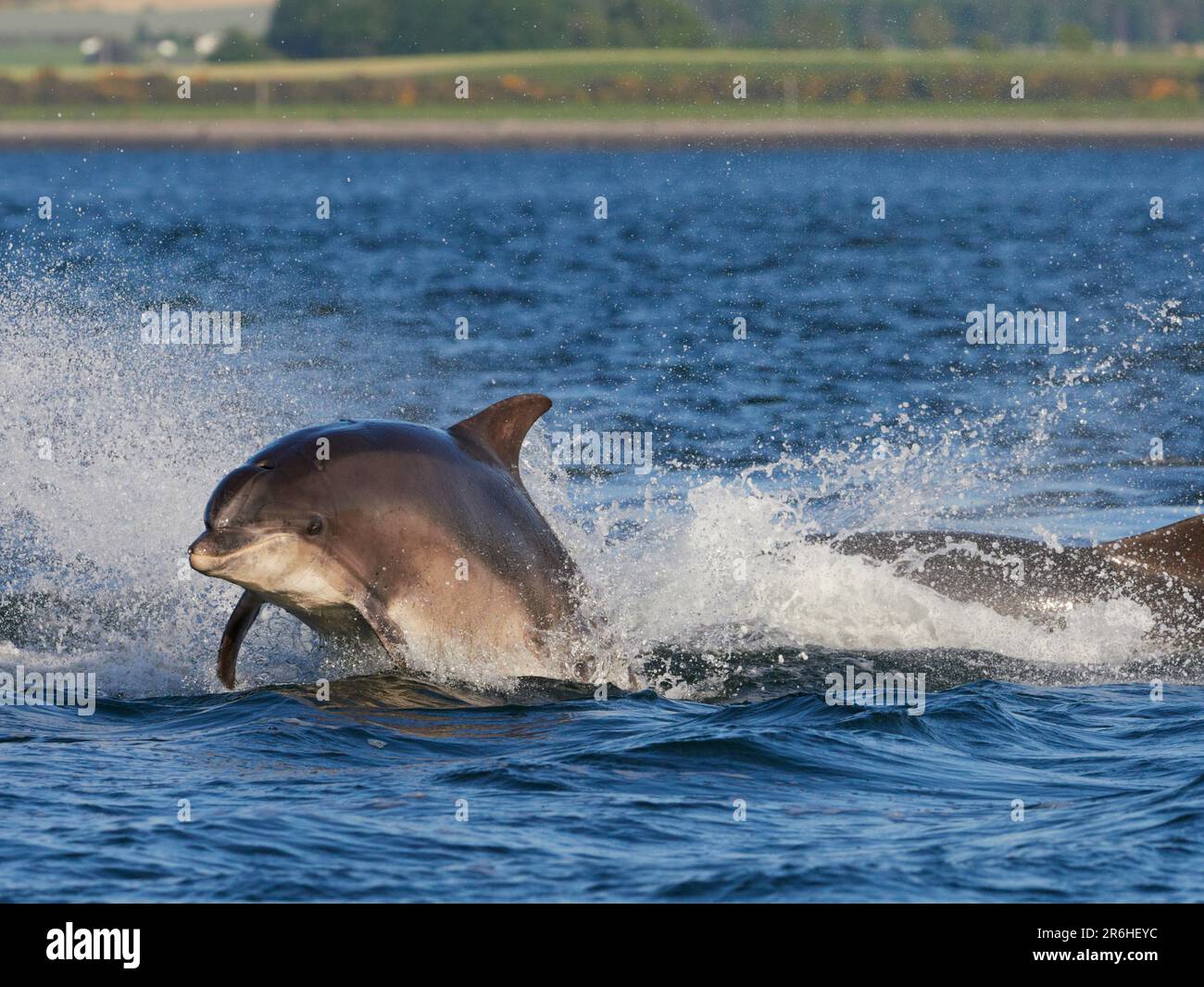 Große Tümmler (Tursiops truncatus), die im Moray Firth, Schottland, Großbritannien, aufbrechen, springen und springen Stockfoto