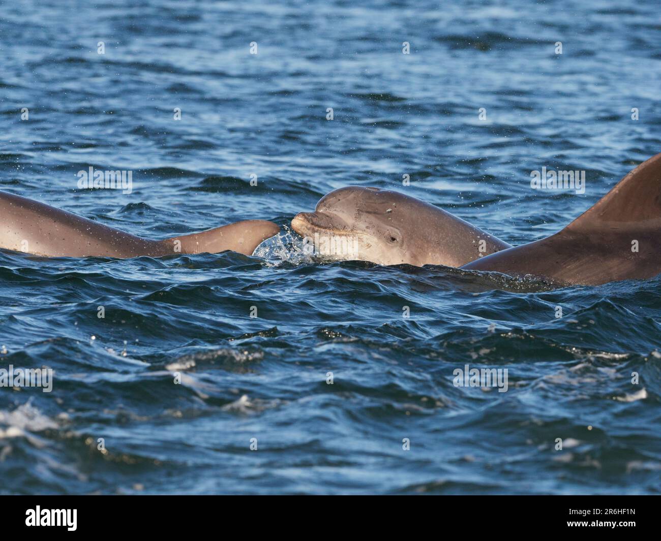 Große Tümmler (Tursiops truncatus), die im Moray Firth, Schottland, Großbritannien, aufbrechen, springen und springen Stockfoto