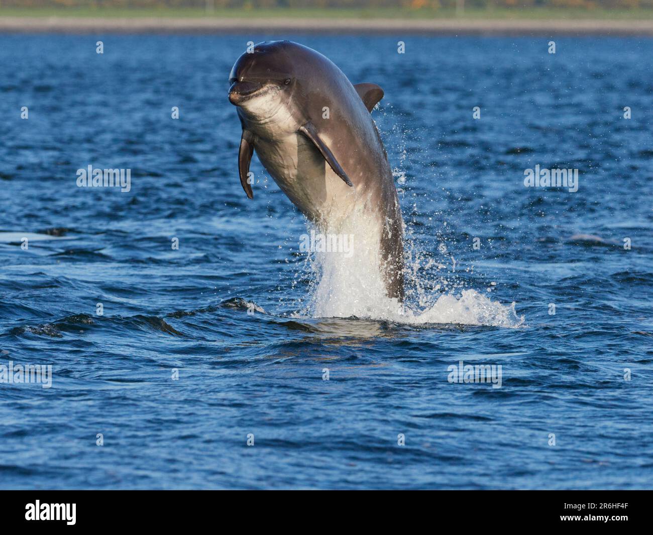 Der große Tümmler (Tursiops truncatus) springt, springt und springt im Moray Firth, Schottland, Großbritannien Stockfoto