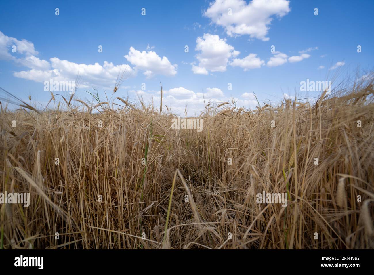 Blauer Himmel, Wolken und gelbes Weizenfeld. Stockfoto