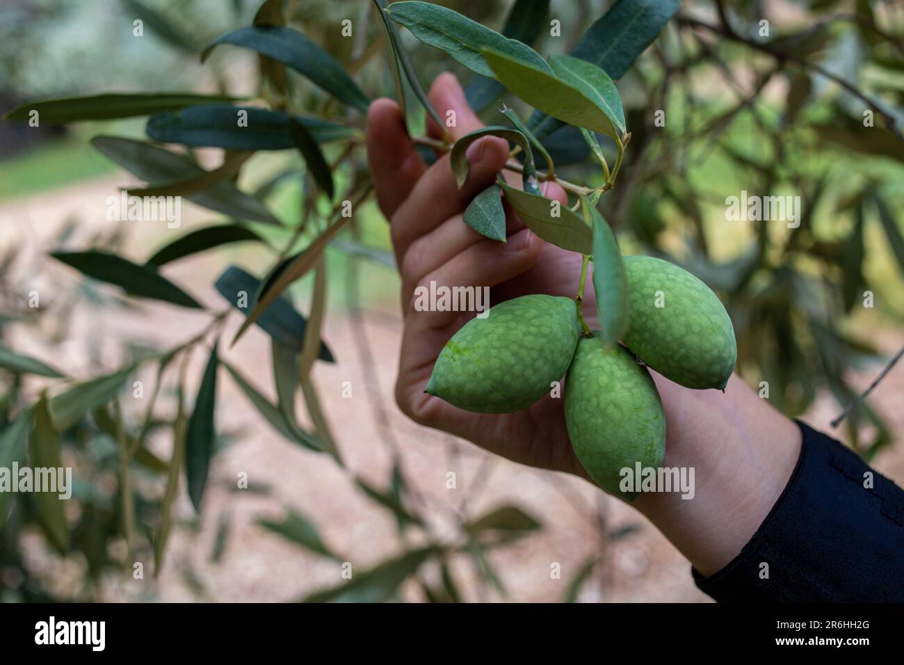 Ernte griechischer Oliven: Frische und Wachstum auf einem Ast auf grünem Baum Stockfoto