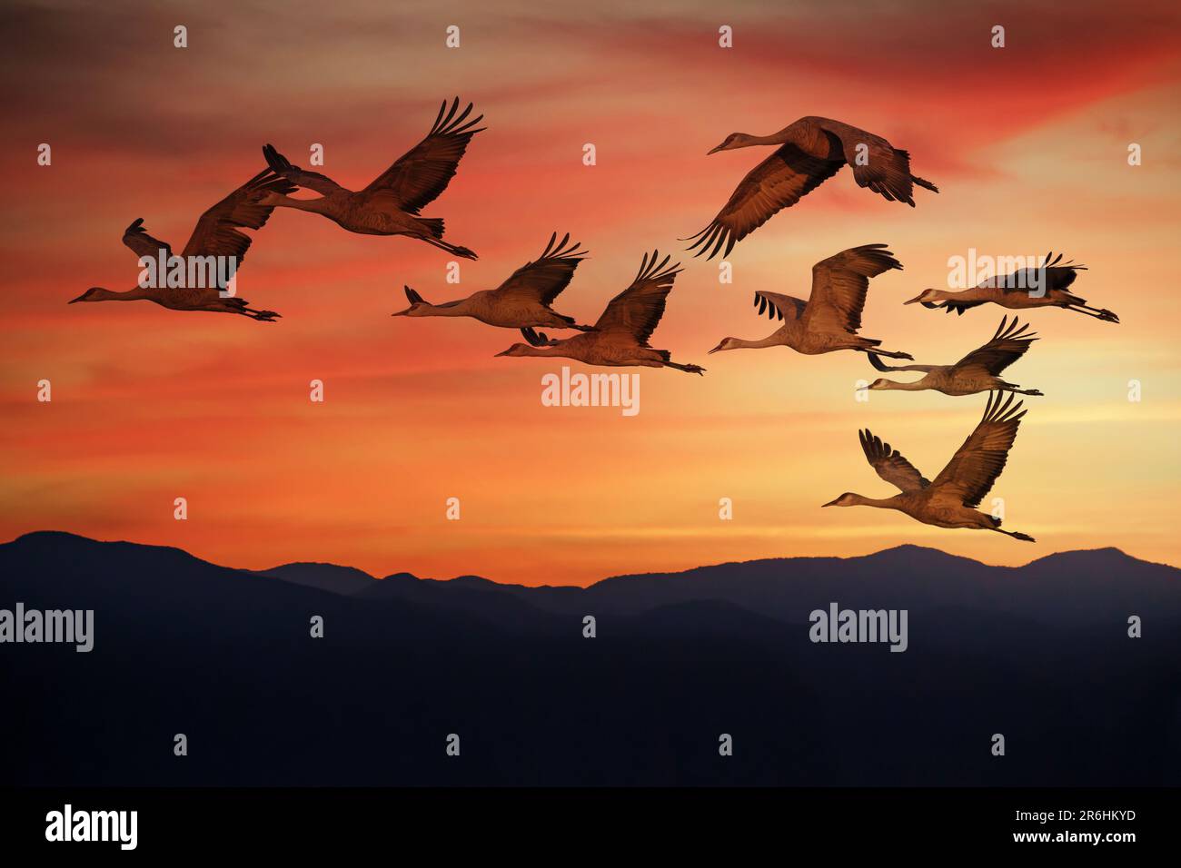 Im Winter fliegen die Sandhill Cranes bei Sonnenuntergang über den Bergen am Whitewater Draw im Süden Arizonas Stockfoto