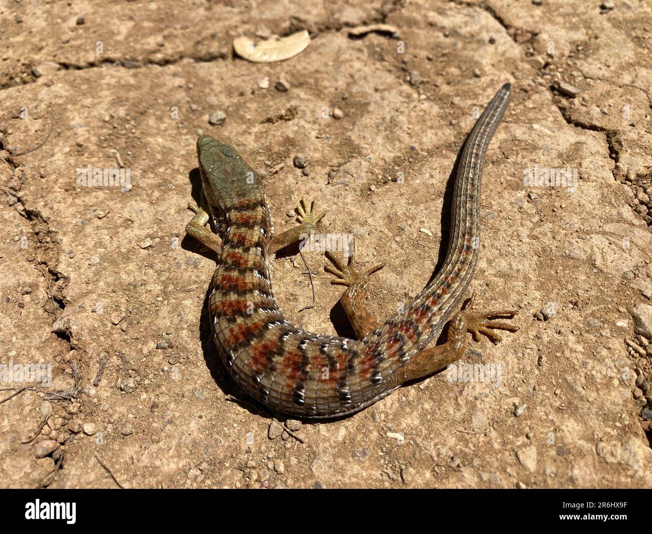 Südliche Alligator Lizard (Elgaria multicarinata) Nahaufnahme Stockfoto