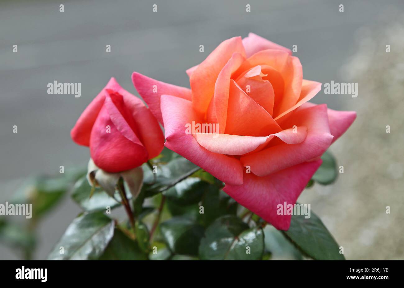 Orange Rosa Rose Stockfoto