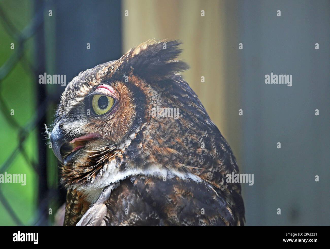 Große Horneule im Profil Stockfoto