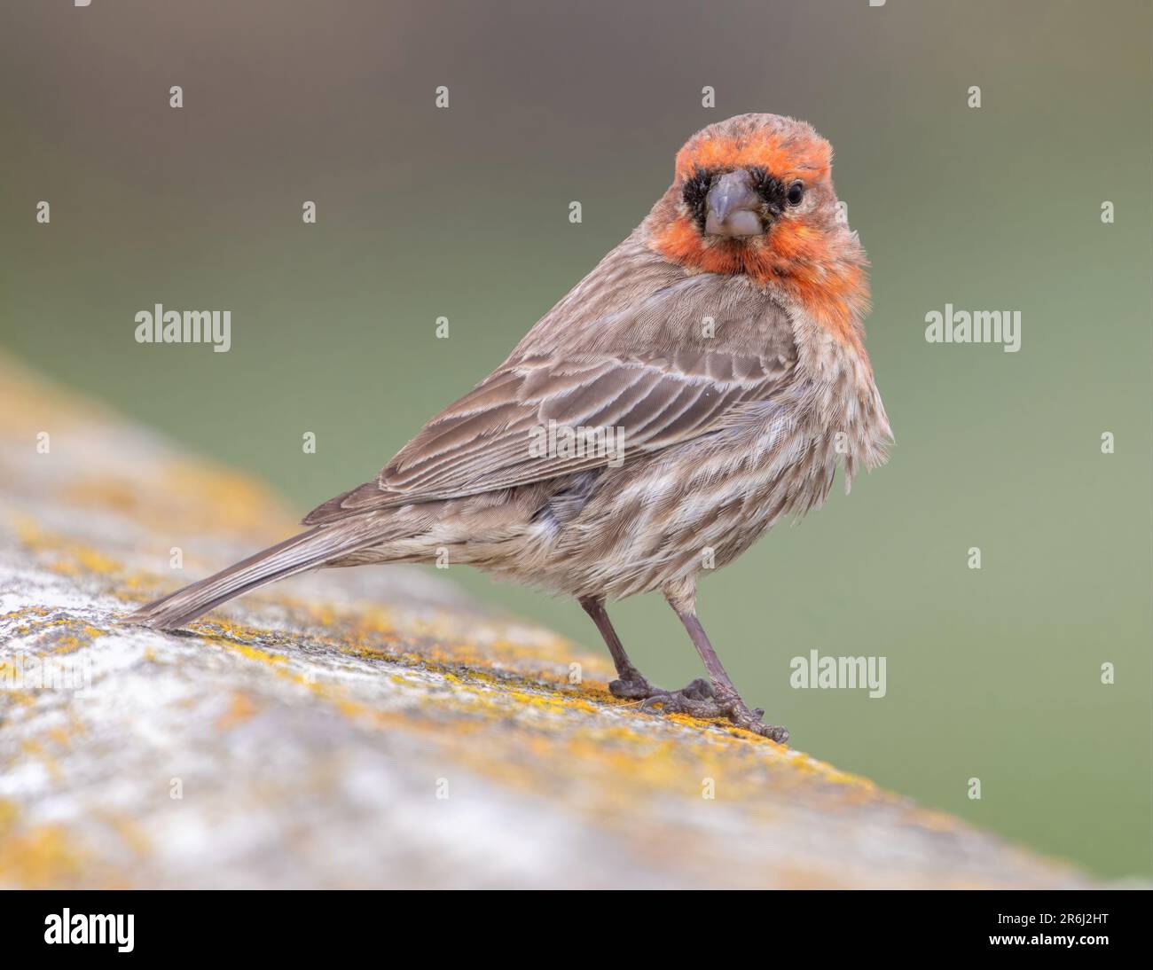 Haus-Finch-Männchen auf dem Pier-Geländer. Palo Alto Baylands, Kalifornien, USA. Stockfoto