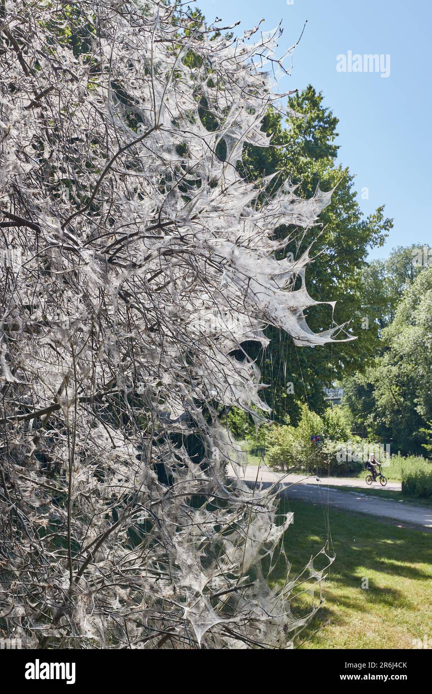 Hamburg Deutschland 07 Juni 2023 Riesige Spinnennetze Von 