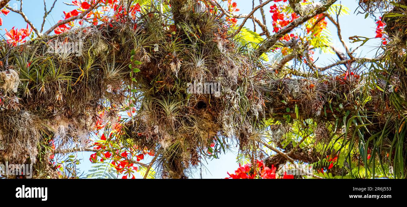 Niedriger Panoramablick auf einen wunderbaren Baum mit roten Blüten und spanischem Moos in der historischen Stadt Paraty, Brasilien, UNESCO-Weltkulturerbe Stockfoto