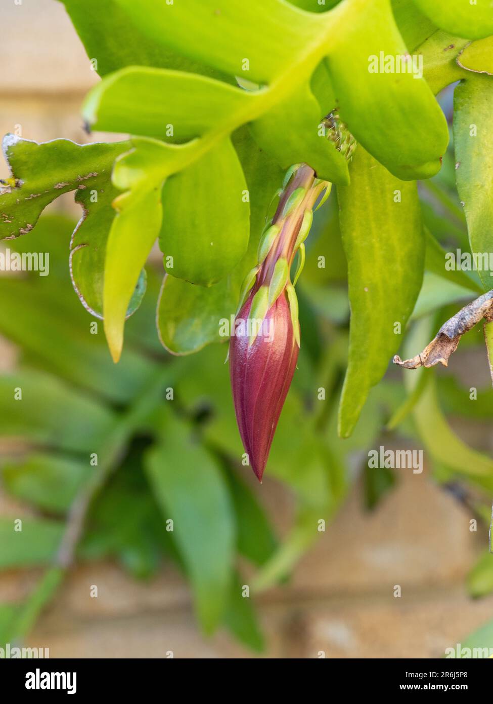 Farnblatt-Kaktus, Marniera Cysocardium Herz aus Gold, purpurrote Knospe,  die sich auf die Blte vorbereitet Stockfotografie - Alamy