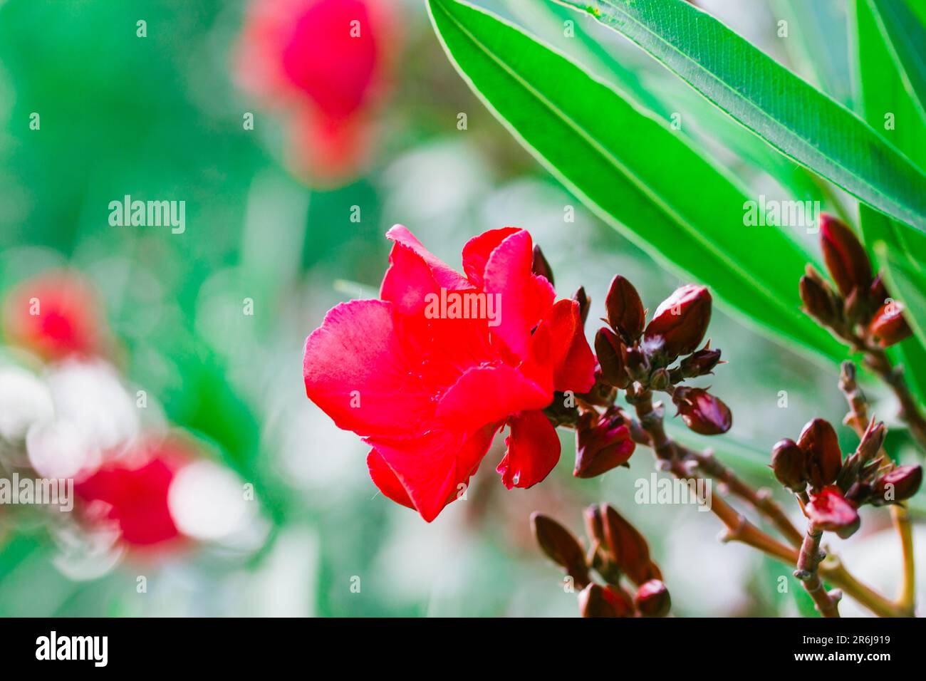 Rote Oleanderblume. Knospen auf einem blühenden Strauch in einem