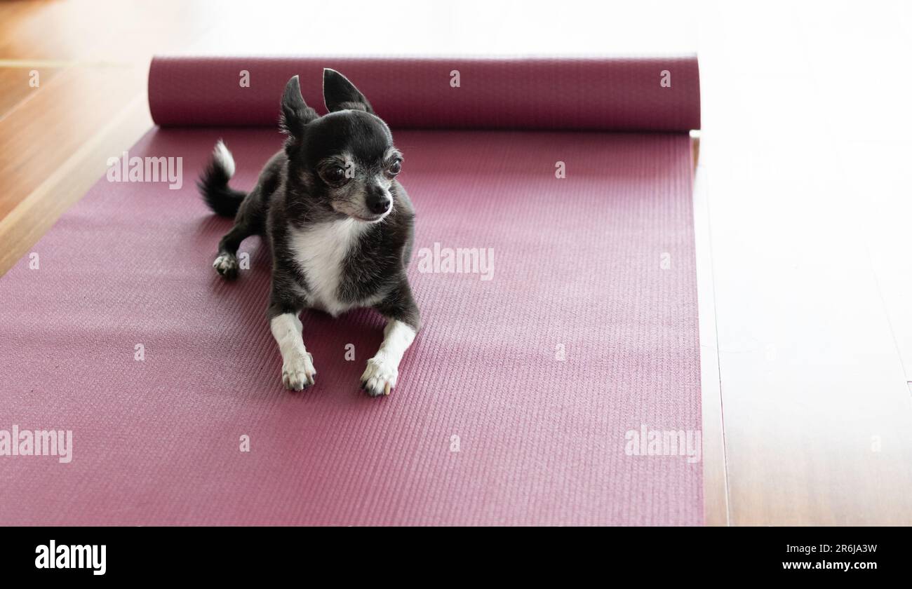 Kleiner Hund auf Yogamatte im Studio Stockfoto