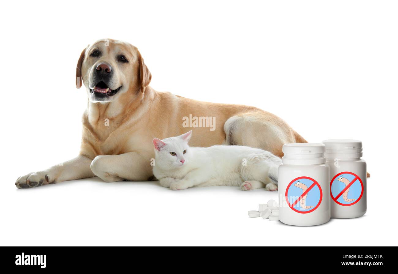 Entwurmung. Katze, Hund und medizinische Flaschen mit Anthelminthika auf weißem Hintergrund Stockfoto