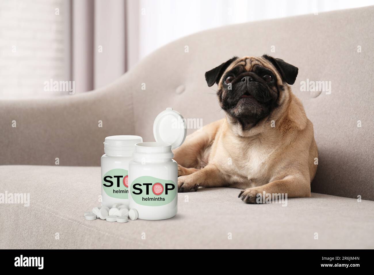 Entwurmung. Süßer Kuschelhund und medizinische Flaschen mit Anthelminthika auf dem Sofa drinnen Stockfoto