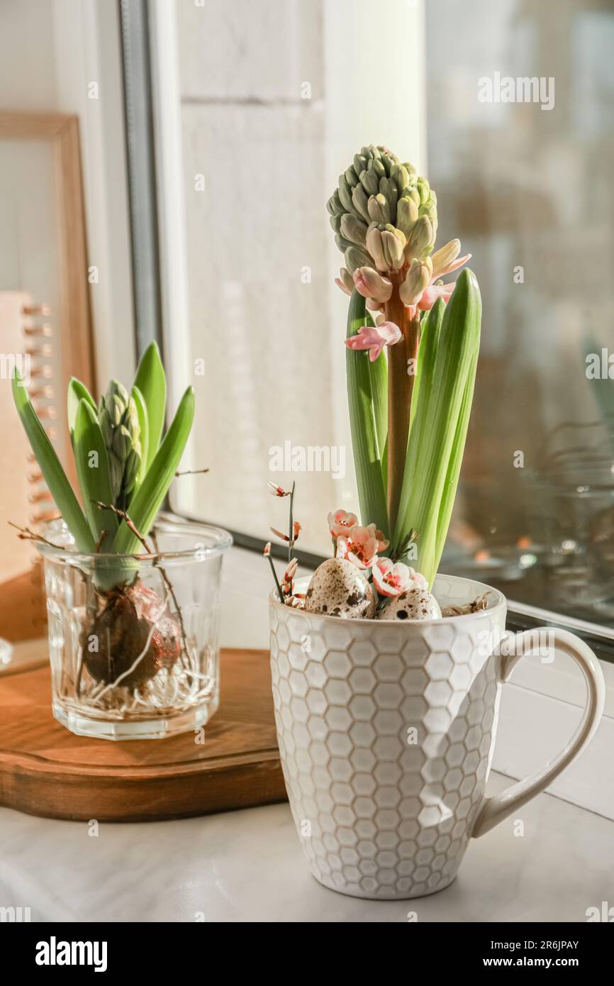 Wunderschöne bulbusförmige Pflanzen auf Fensterbank drinnen. Frühling Stockfoto