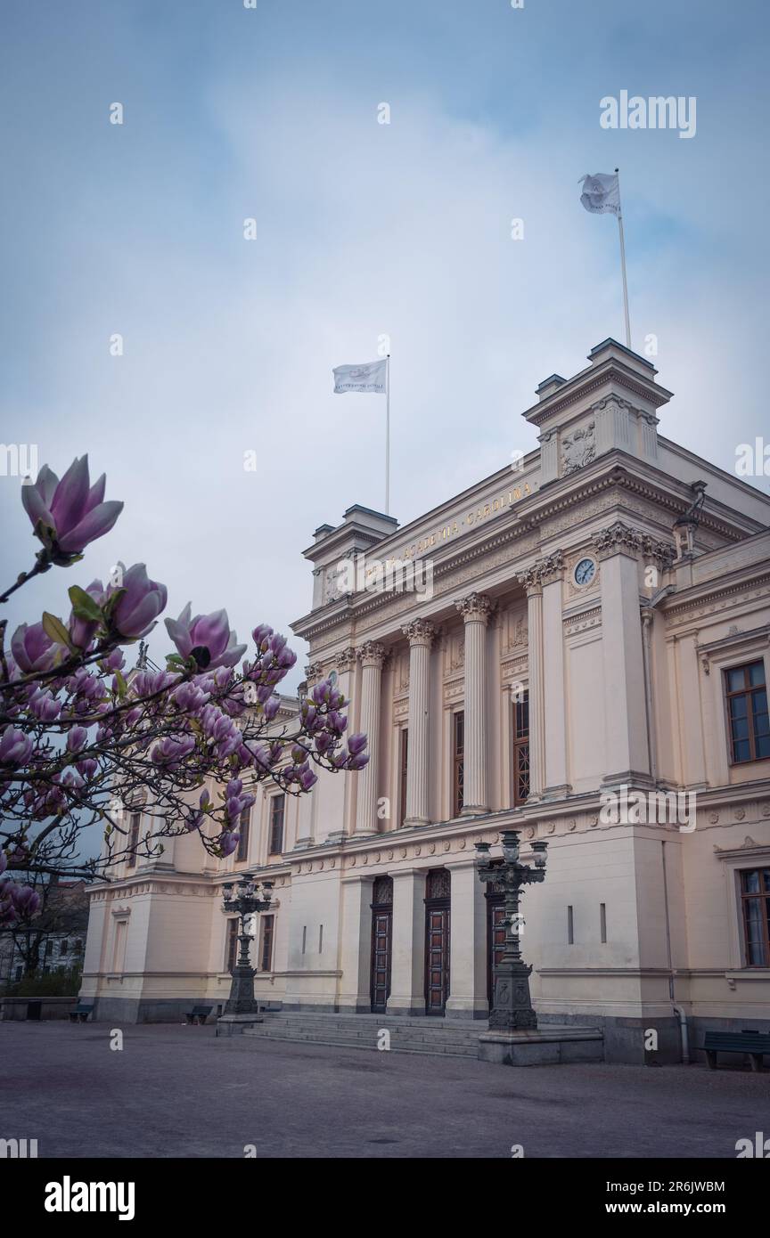 Lund, Schweden - Mai 3 2023: Historisches Universitätsgebäude mit Mangolien in voller Blüte an einem kalten Frühlingsmorgen Stockfoto