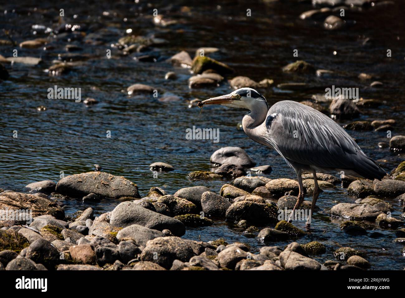 Ein grauer Reiher, der einen Fisch am Fluss Eamont bei Penrith Cumbria isst Stockfoto