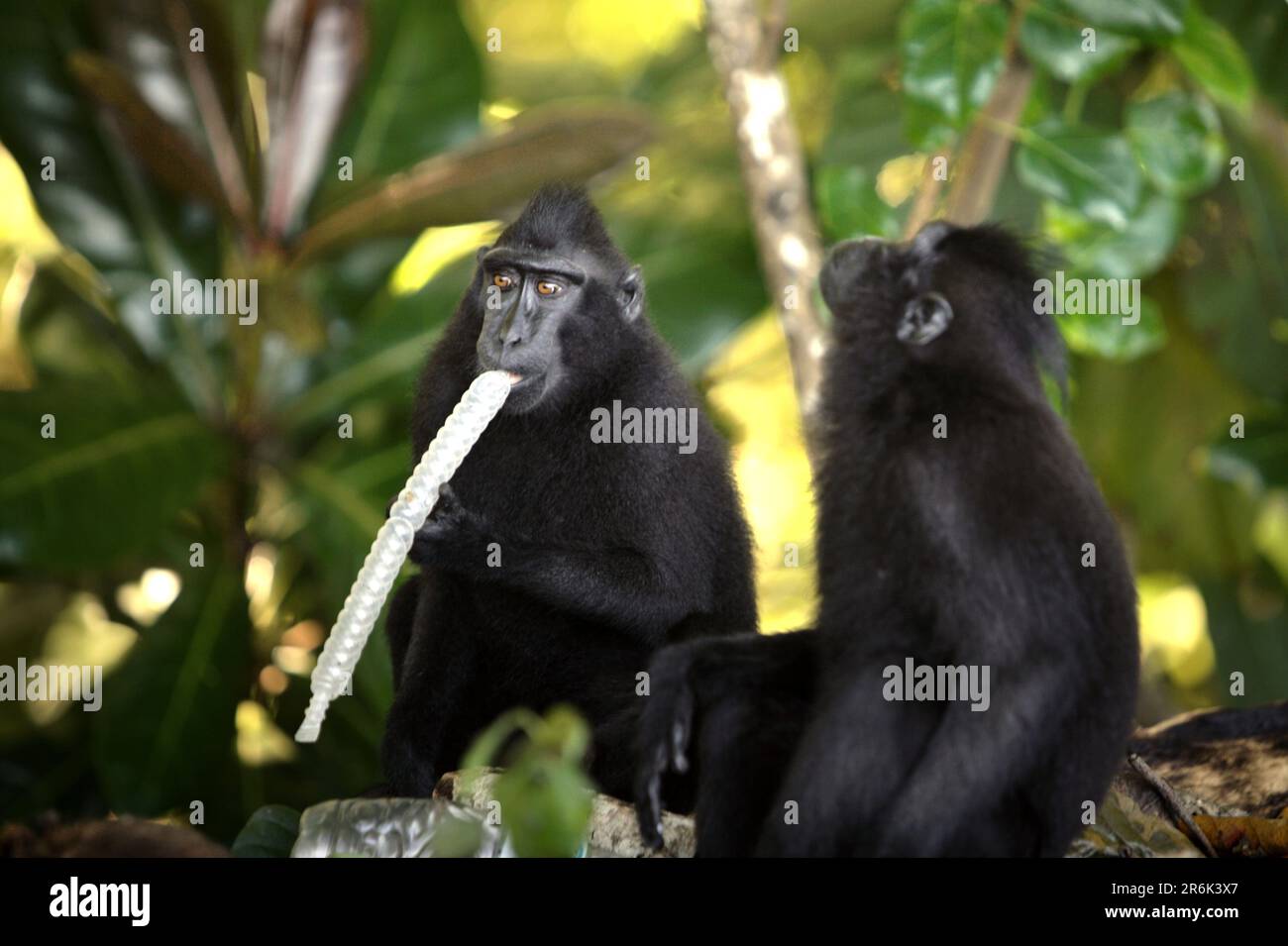 Sulawesi Schwarzkammmakaken (Macaca nigra): Prüfen Sie die Verfügbarkeit von Nahrungsmitteln, während sie in der Nähe eines Strands, wo eine Deponie mit Kunststoffabfällen gesichtet wird, im TWA Batuputih (Naturpark Batuputih) in der Nähe des Naturschutzgebiets Tangkoko in North Sulawesi, Indonesien, forschen. „Nicht nachhaltige menschliche Aktivitäten sind heute die wichtigste Kraft, die Primaten zum Aussterben bringt“, so ein Team von Wissenschaftlern unter der Leitung von Alejandro Estrada (Institut für Biologie, Nationale Autonome Universität von Mexiko) in ihrem 2017 veröffentlichten Aufsatz über ScienceAdvances. Stockfoto