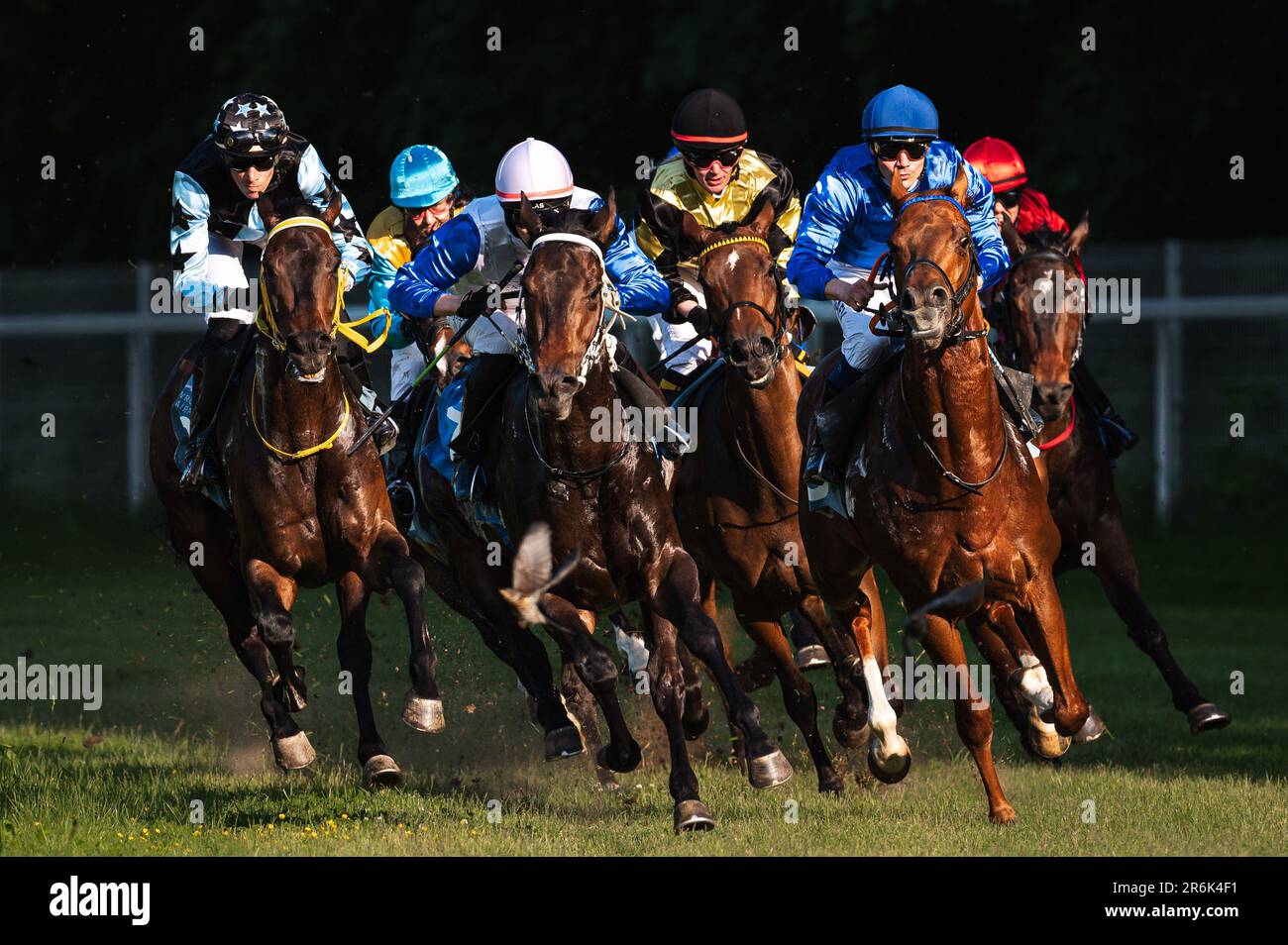 BRESLAU, POLEN - 4. JUNI; 2023: Handicap-Rennen für drei Jahre und alte Pferde III Gruppe auf der Rennbahn WTWK Partynice. Jockeys, Pferde und kleiner Vogel A. Stockfoto