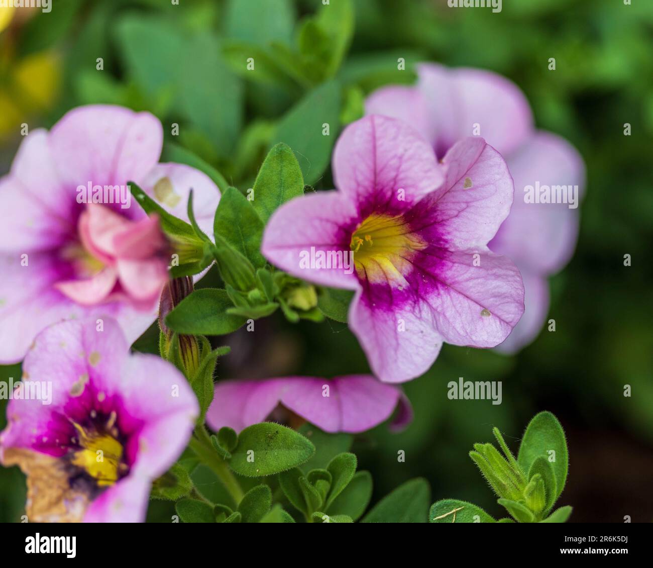 Nahaufnahme einer lila Million Glocken blüht im Morgenlicht Stockfoto