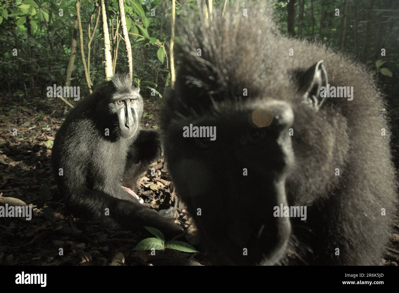 Zwei Personen von Sulawesi-Schwarzkammmakaken (Macaca nigra) werden im Naturschutzgebiet Tangkoko, North Sulawesi, Indonesien, fotografiert. In einer wärmeren Zukunft müssten sich die Primaten anpassen, mit weniger Futtersuche oder ohne Paarung, was die gesamte Nahrungsaufnahme einschränken und den Fortpflanzungszyklus verändern könnte. Auch ohne den Faktor des Klimawandels ist Macaca nigra einer der 25 am stärksten gefährdeten Primaten der Erde und wird laut Wissenschaftlern bis 2050 aussterben. Stockfoto