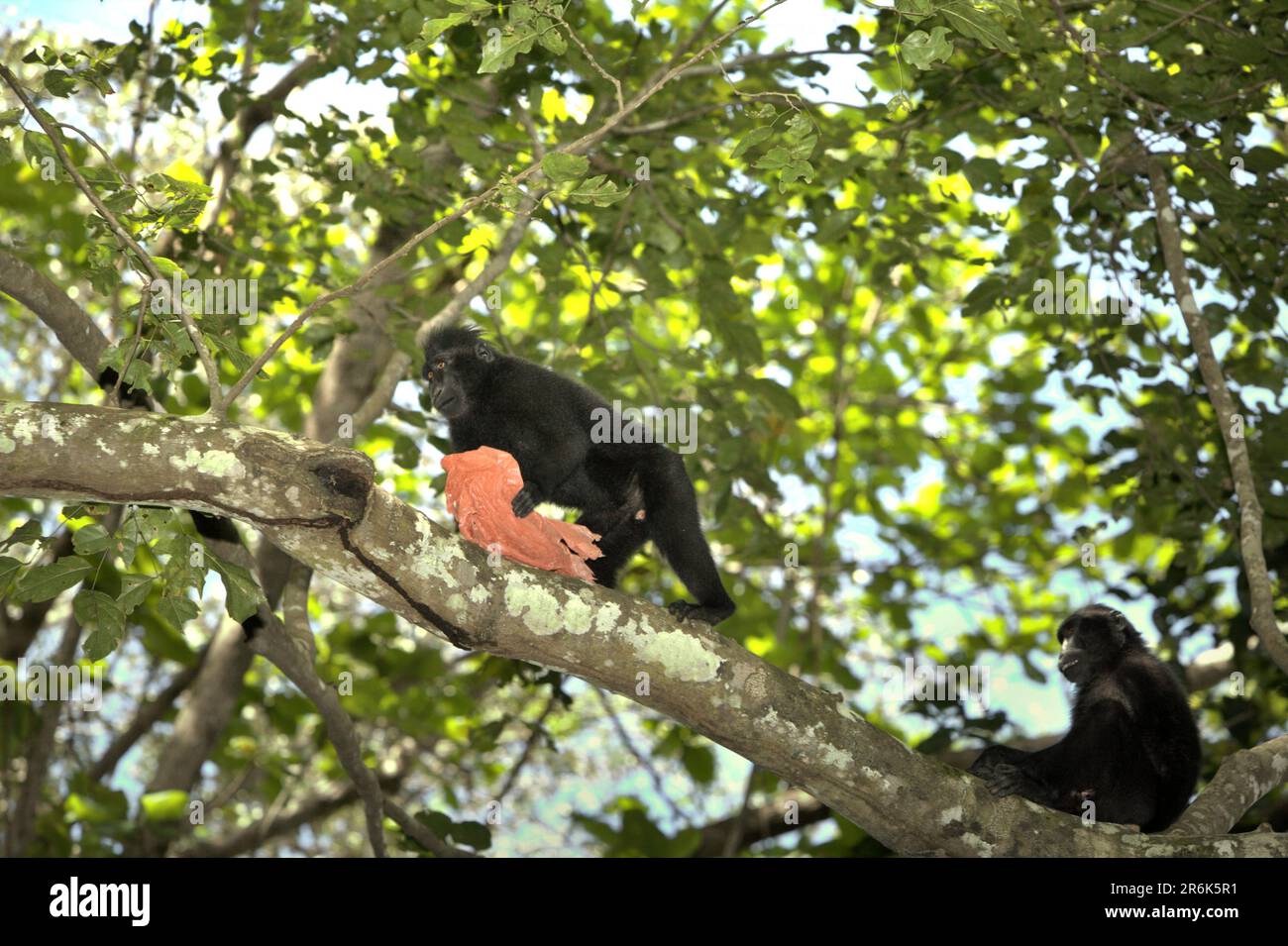Ein Sulawesi-Kammmakaken (Macaca nigra) spielt mit Kunststoffabfällen, da er in der Nähe eines Strands, wo eine Mülldeponie mit Kunststoffabfällen gesichtet wird, im TWA Batuputih (Batuputih Nature Park) in der Nähe des Tangkoko Naturschutzgebiets in Nord-Sulawesi, Indonesien, forscht. „Nicht nachhaltige menschliche Aktivitäten sind heute die wichtigste Kraft, die Primaten zum Aussterben bringt“, so ein Team von Wissenschaftlern unter der Leitung von Alejandro Estrada (Institut für Biologie, Nationale Autonome Universität von Mexiko) in ihrem 2017 veröffentlichten Aufsatz über ScienceAdvances. Stockfoto