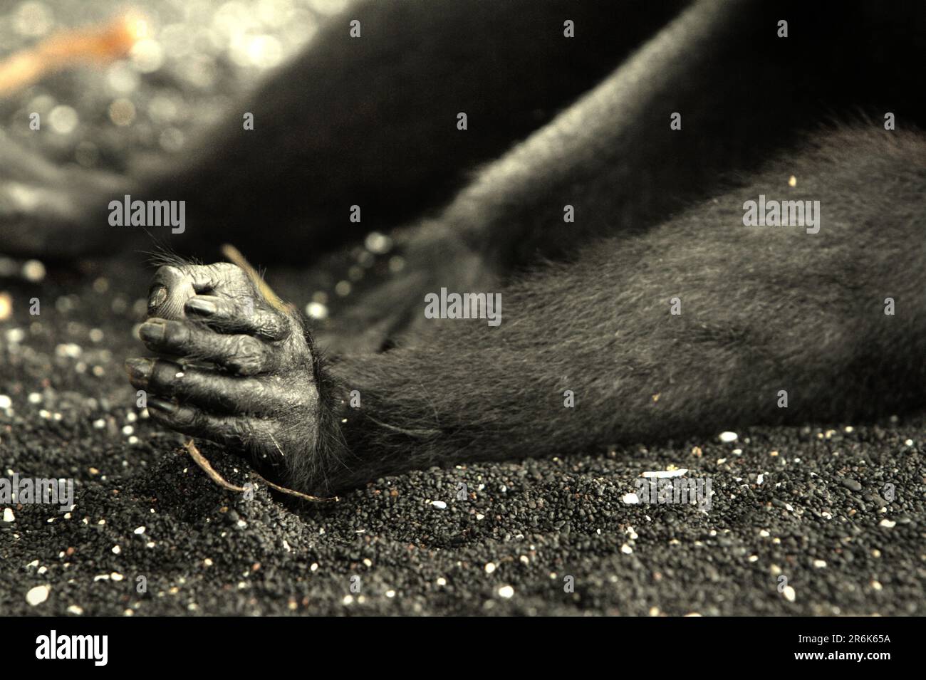 Hände und rechter Fuß eines Sulawesi-Schwarzkammmakaken (Macaca nigra), der am Strand von Tangkoko, Nord-Sulawesi, Indonesien, ein Nickerchen macht. Neben Entwaldung und Wilderei führt der Klimawandel laut Wissenschaftlern zu einem größeren Aussterberisiko für Primaten, da er die Eignung der Lebensräume und ihre geografische Verteilung verringert. Stockfoto