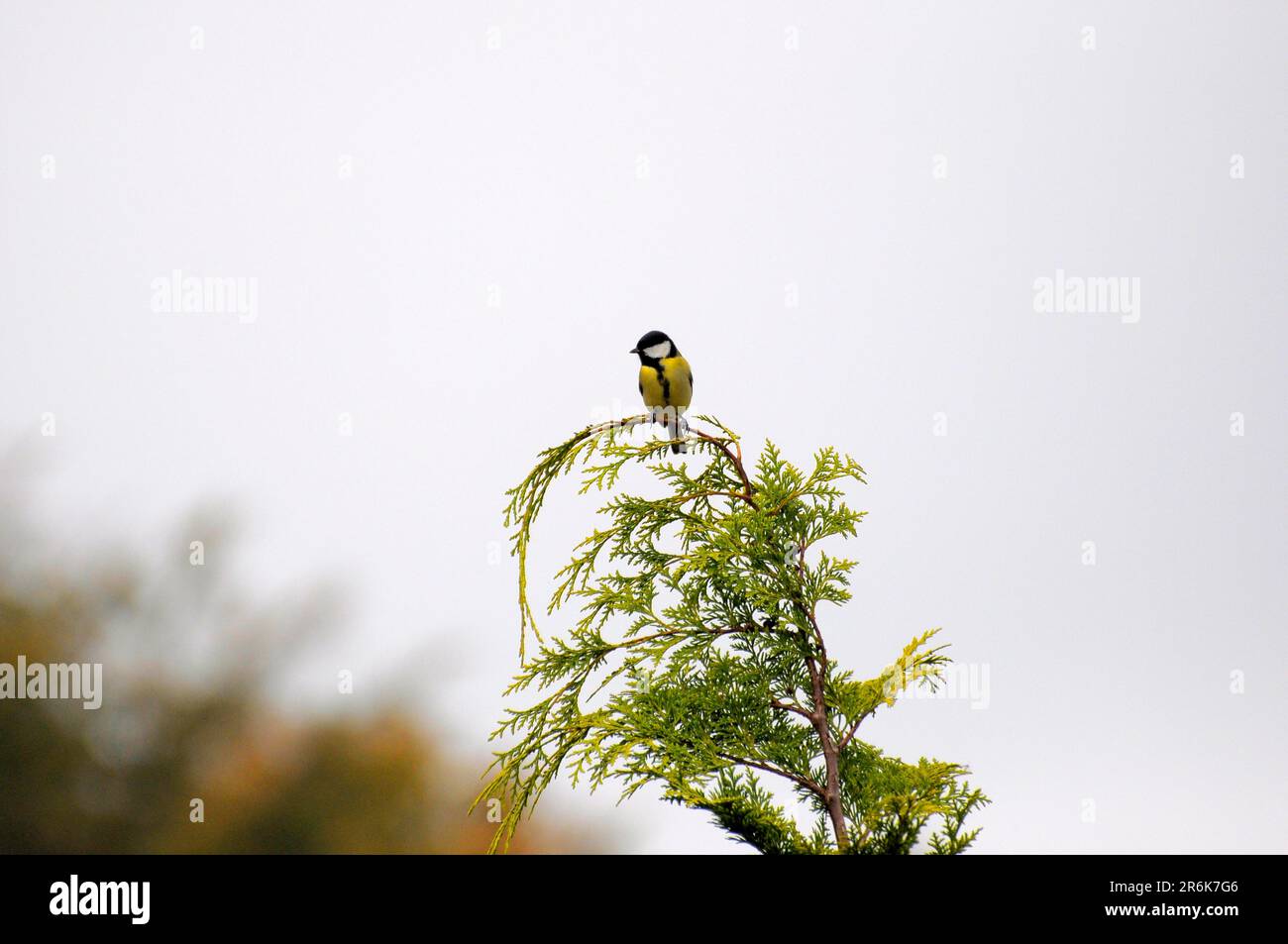 Vogel: Groe Titten, sitzt auf einem (Thuja-)Ast im Garten, Schweiz  Stockfotografie - Alamy