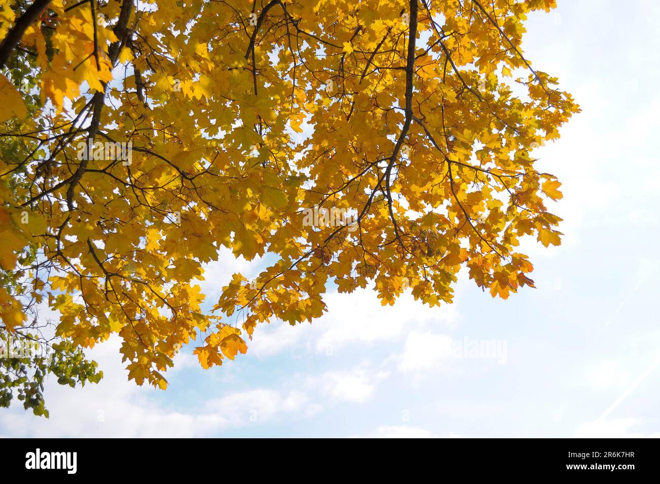 Ahornbaum-Ast, Ahornbaum-Gruppe im Herbst, Kraichgau, Feldrand, Feldweg Stockfoto