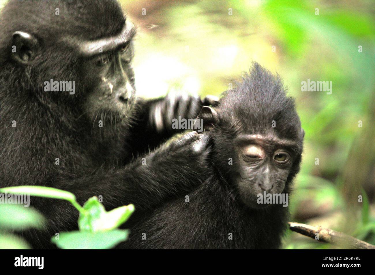 Ein junger Kammmakak (Macaca nigra) wird von einem älteren Individuum gepflegt, um sich zwischen diesen bedrohten Primaten im Naturschutzgebiet Tangkoko Batuangus, North Sulawesi, Indonesien, zu treffen. Der Klimawandel könne allmählich das Verhalten und den Fortpflanzungszyklus dieser bedrohten Art verändern und gleichzeitig ihre Lebensraumtauglichkeit verringern, was sie zwingen könnte, sichere Lebensräume zu verlassen und potenziellen Konflikten mit Menschen ausgesetzt zu sein, sagen Wissenschaftler. Diese endemische Art wird voraussichtlich 2050 aussterben. Stockfoto