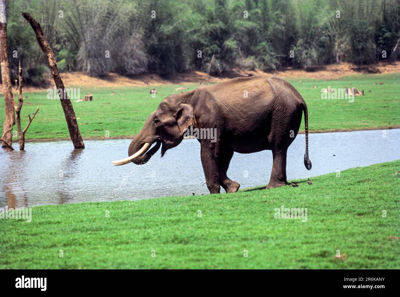Wilder Elefant (Elephas maximus) in Kabini, Karnataka, Südindien, Indien, Asien Stockfoto