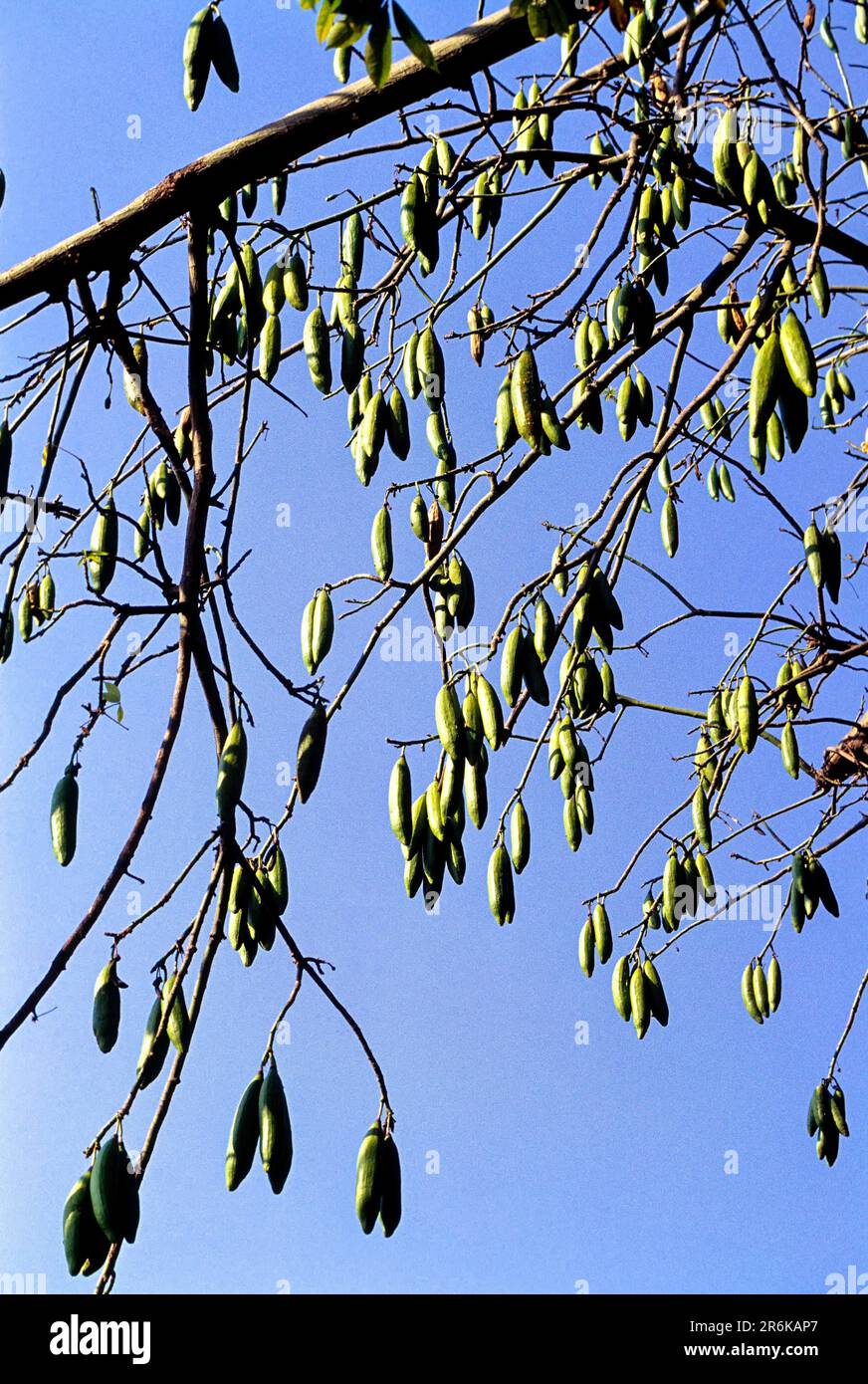 Weißer Baumwollbaum aus Seide (Ceiba pentandra) Kerala, Südindien, Indien, Asien Stockfoto