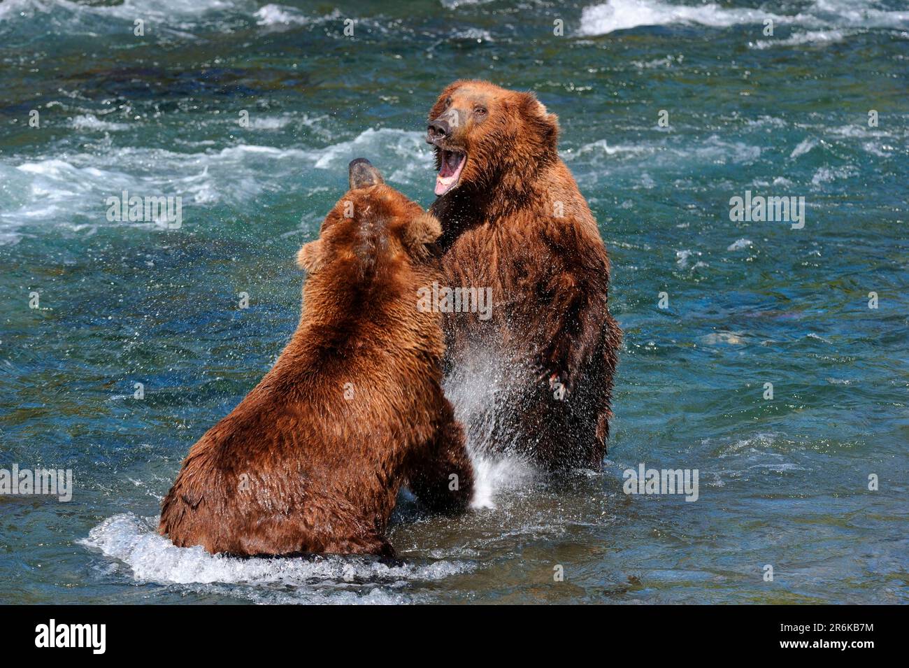 Grizzlybären (Ursus arctos horribilis), Katmai-Nationalpark, Alaska, Grizzlybär, USA Stockfoto