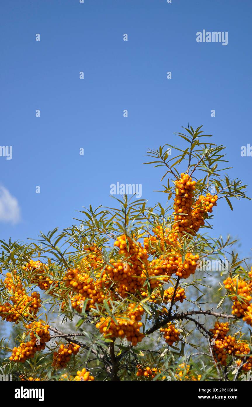 Seedorn im Herbst, Früchte, Seedorn, Weidendorn, Dünenstorn, Audorn, Dornhai (Hippophae rhamnoides), Sandbeere Stockfoto