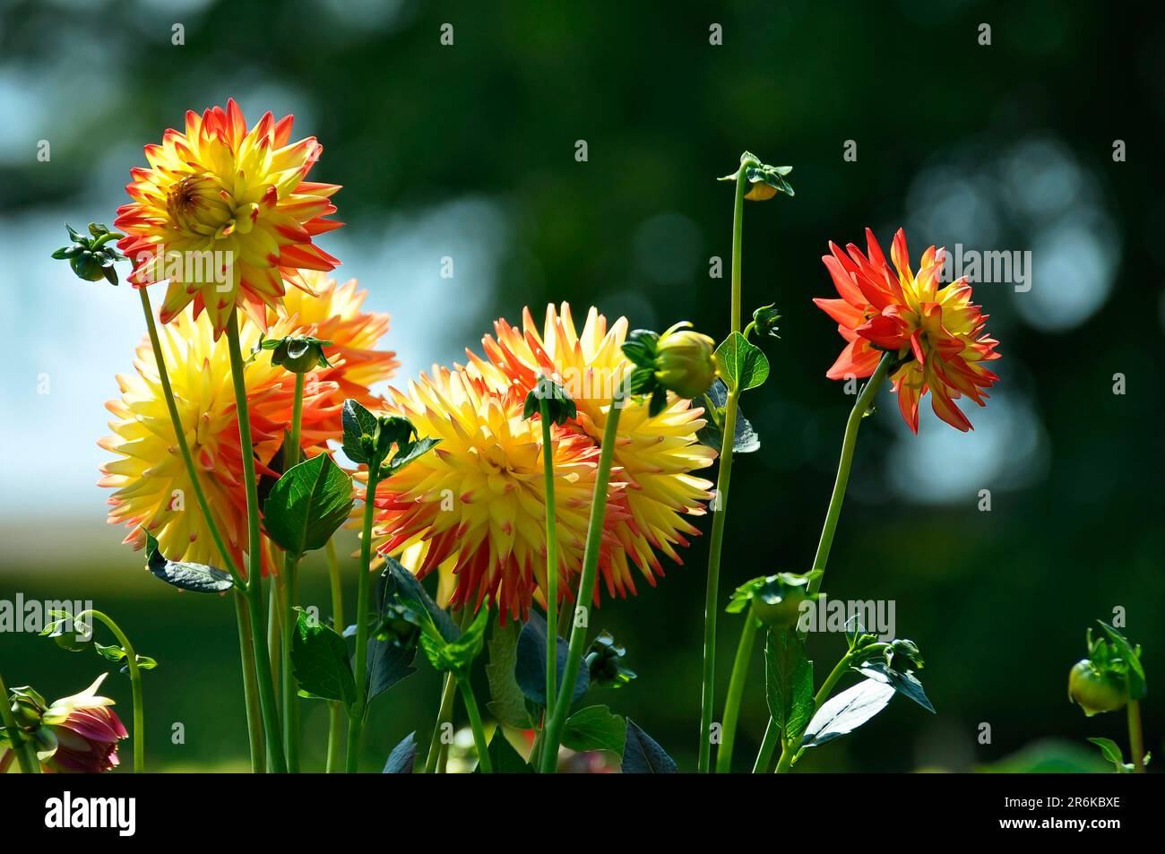 Dahlia, Hybrid, Dahlia Garden Stockfoto