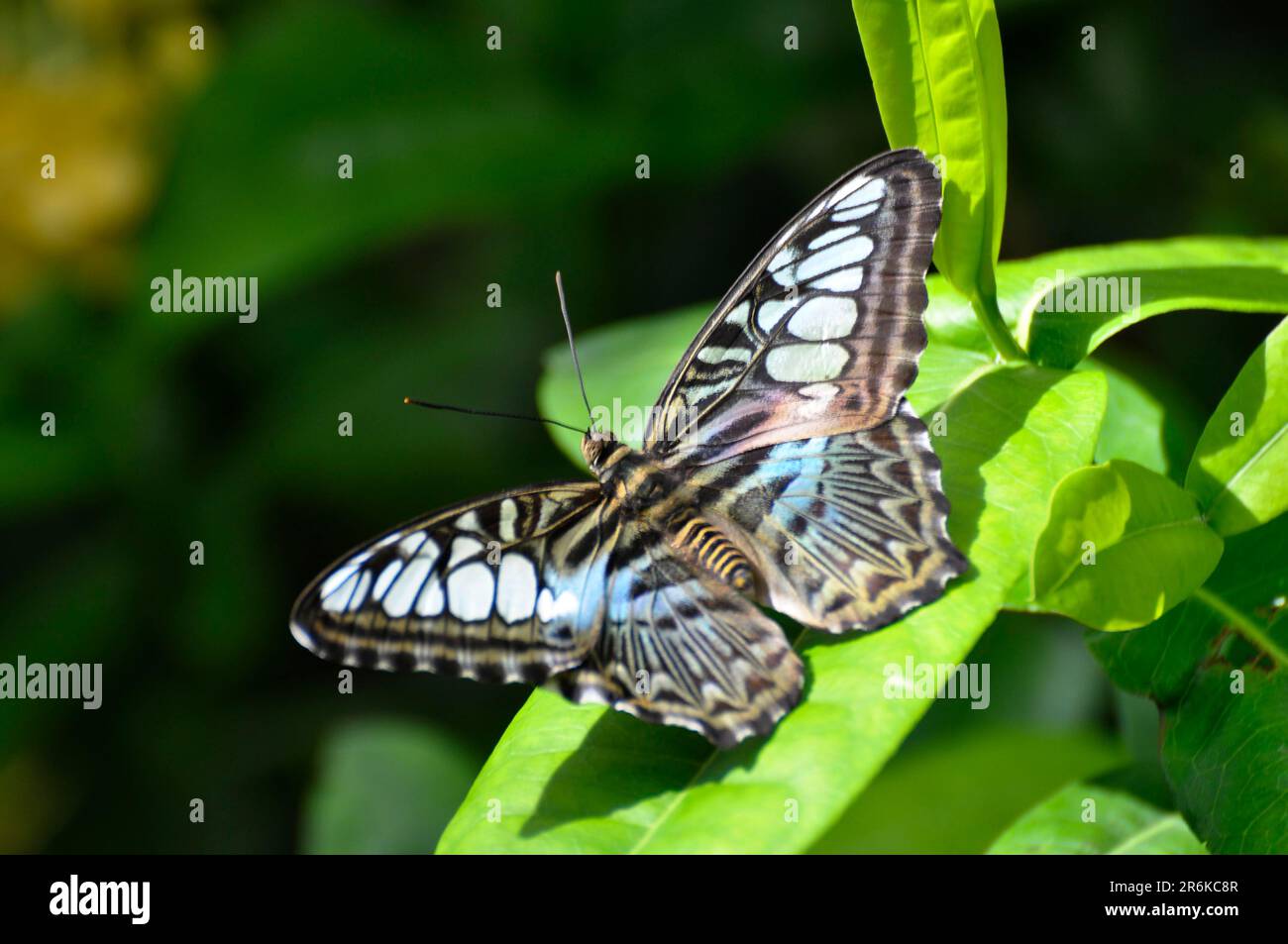 Am Bodensee, Mainau Island, Schmetterlingshaus, exotischer Schmetterling, typischer Zwerg (Sylvia) Stockfoto