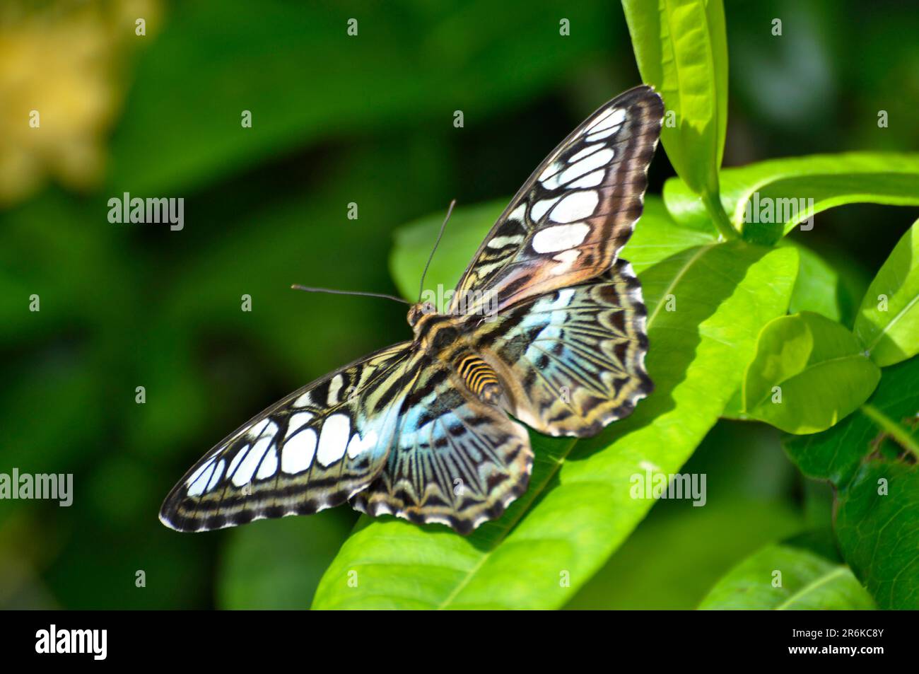 Am Bodensee, Insel Mainau, Schmetterlingshaus, exotischer Schmetterling, blauäugiger Parthenos sylvia (Parthenos Sylvia) Stockfoto