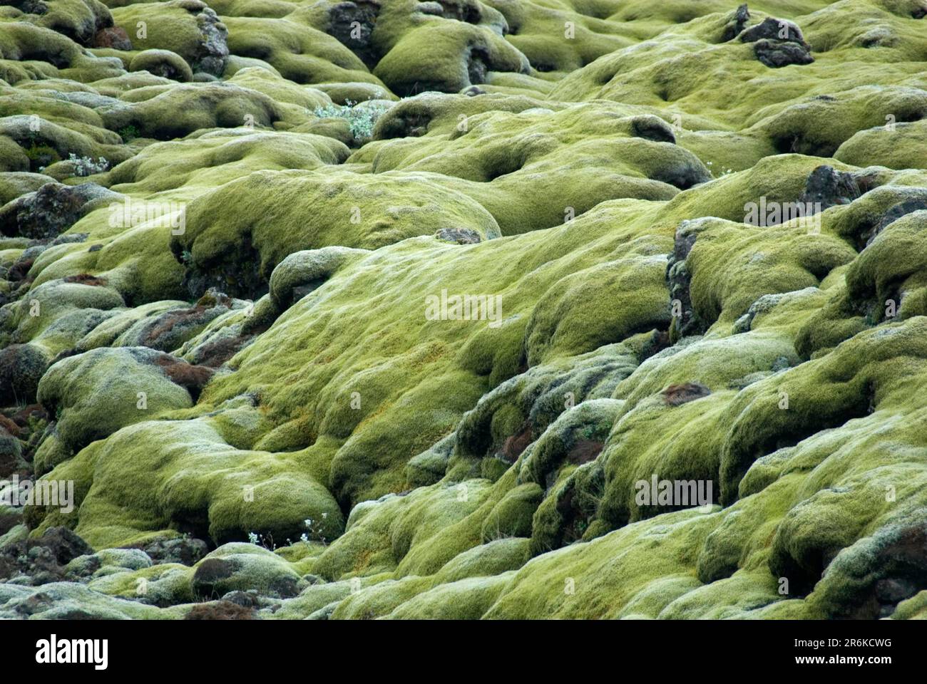 Moss, Woolly Fringe Moss, Lavafeld Eldhraun, Island (Racomitrium canescens) (Racomitrium lanuginosum) Stockfoto