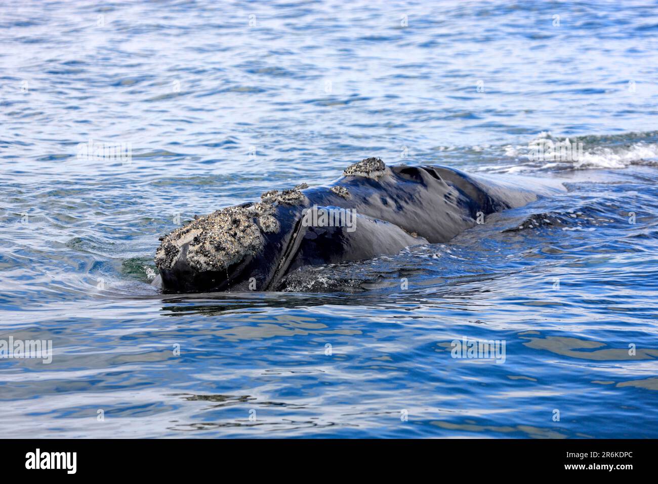 Südlicher Rechtwal (Eubalaena australis), Simon's Town, Südafrika (Balaena glacialis australis) Stockfoto