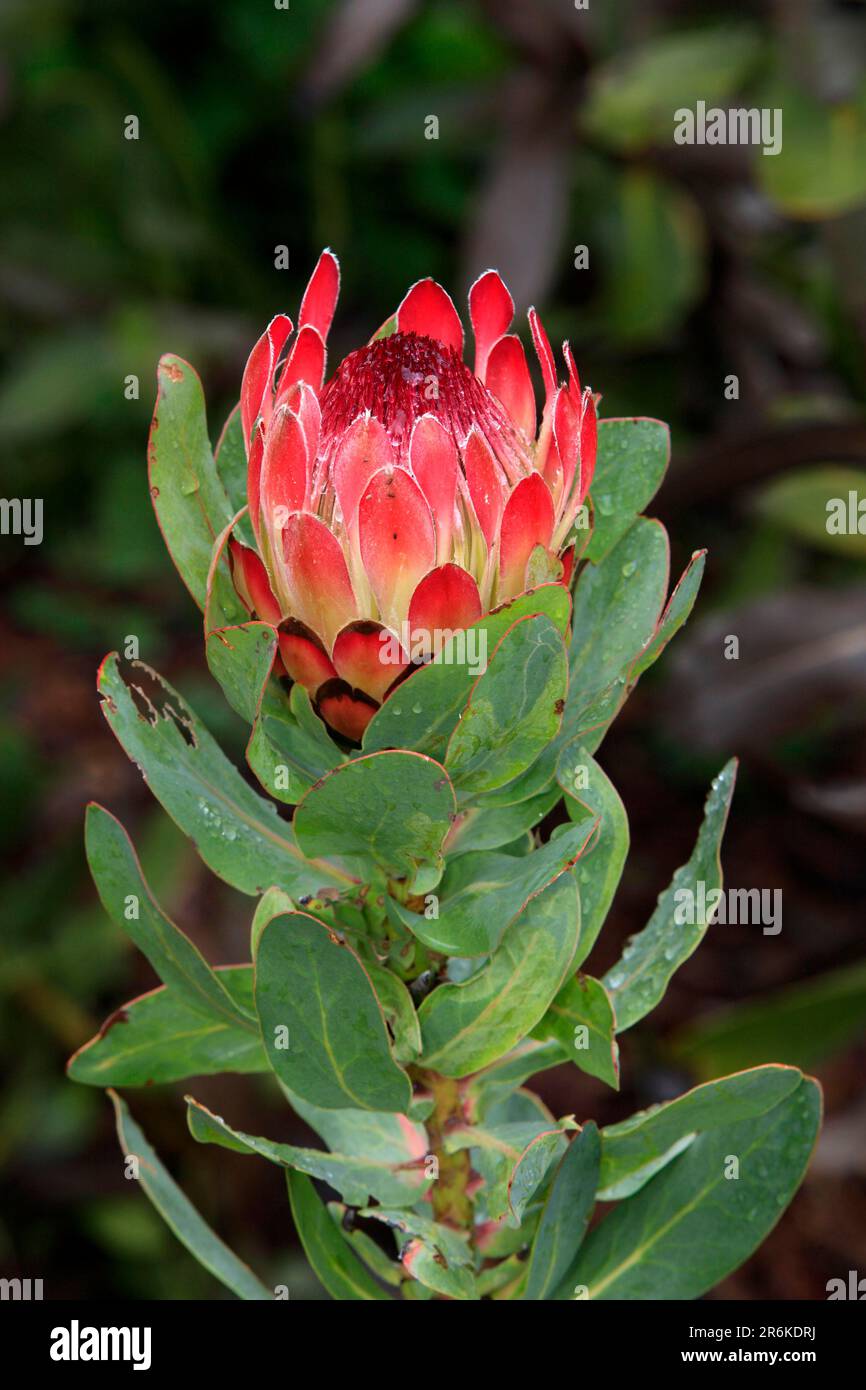 König protea (Protea cynaroides), Südafrika Stockfoto