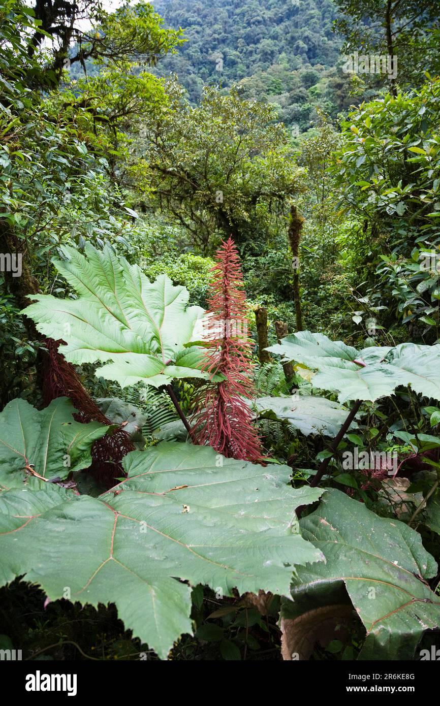 Mammotenblatt, Tapanti-Regenschirm (Gunnera insignis), Regenschirm des armen Mannes, Gunneraceae, Costa Rica Stockfoto
