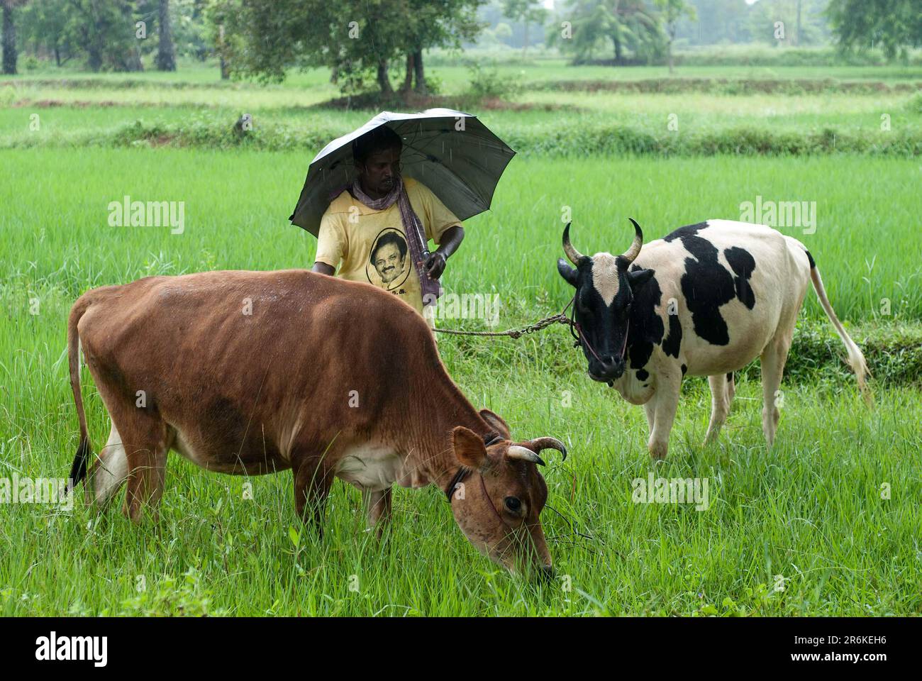Ein Mann, der Kühe an einem Regentag grast, Tamil Nadu, Indien, Asien Stockfoto