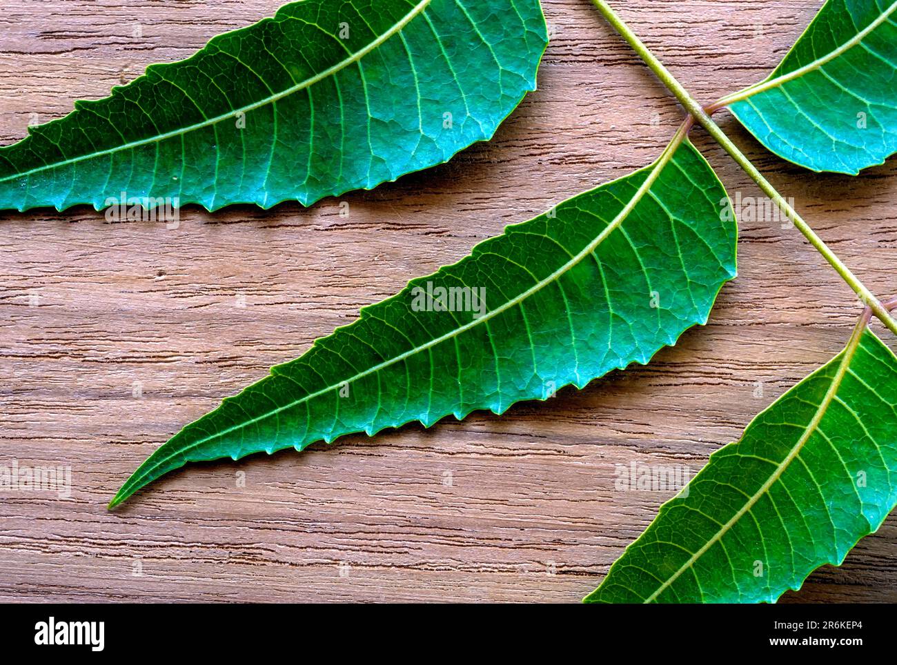 Medizinische Blätter Neemblätter (Azadirachta indica A. Juss) Studio Shot, Tamil Nadu, Südindien, Indien, Asien Stockfoto