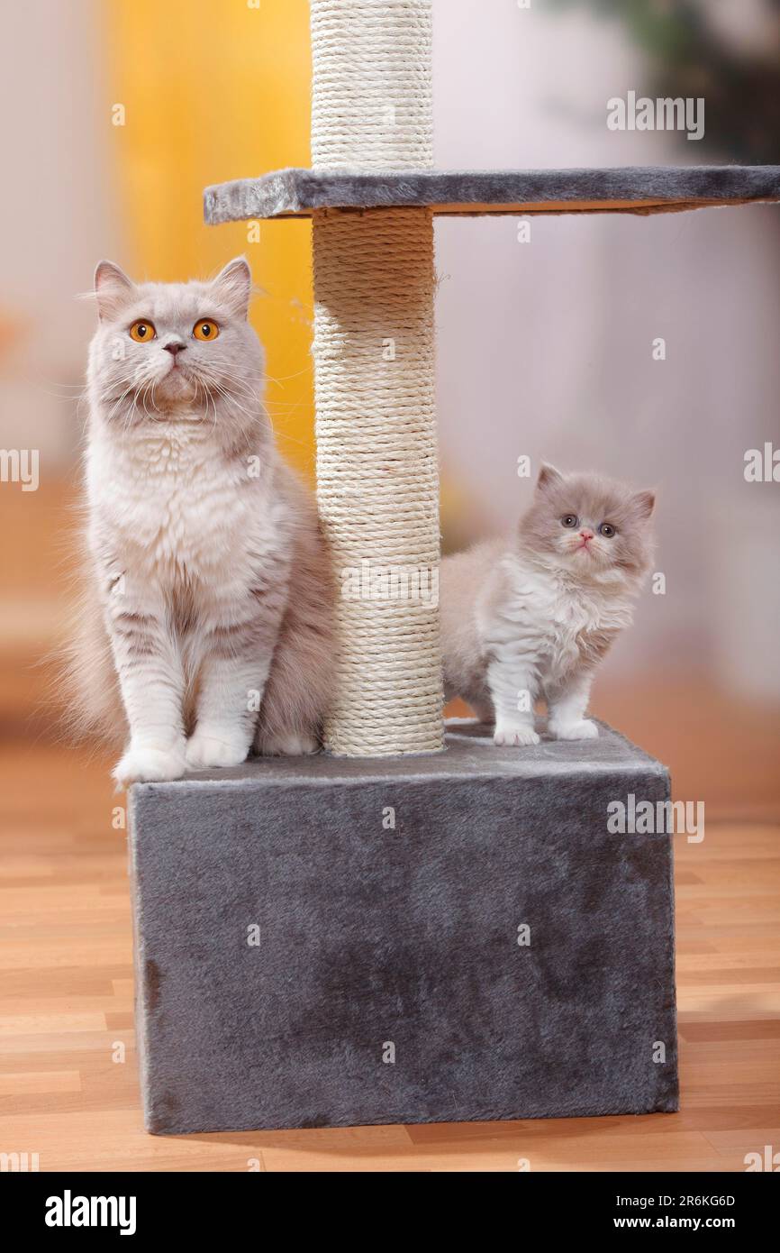 Britische Longhair-Katze mit Kätzchen, lila-weiß, Highlander, Lowlander, Britanica, BLH, Katzenbaum Stockfoto