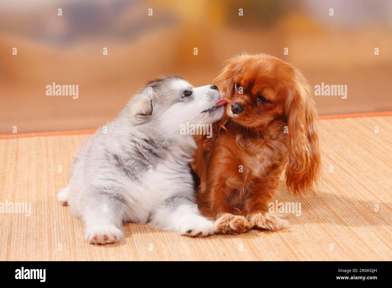 Kavalier König Charles Spaniel, Rubin, und Alaska Malamute, Welpe, 6 Wochen alt Stockfoto