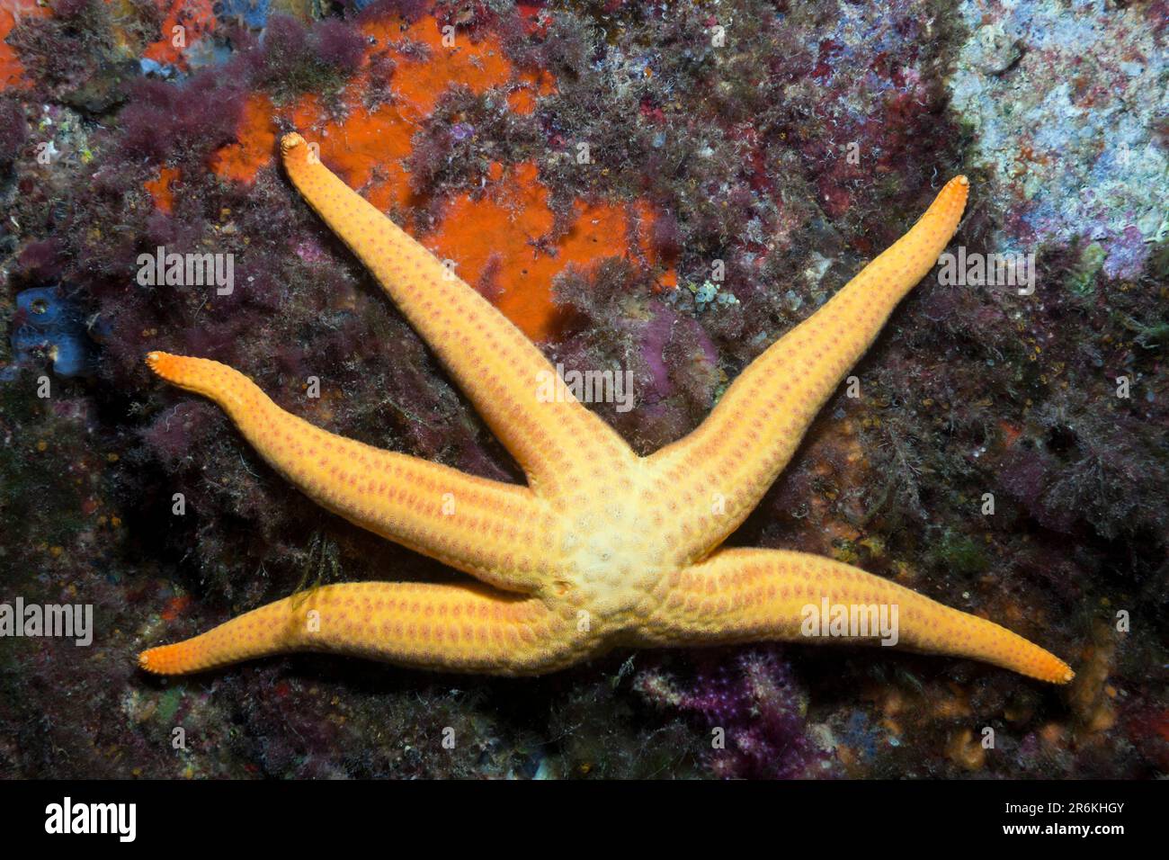 Seesterne (Hacelia attenuata) Costa Brava, Spanien Stockfoto