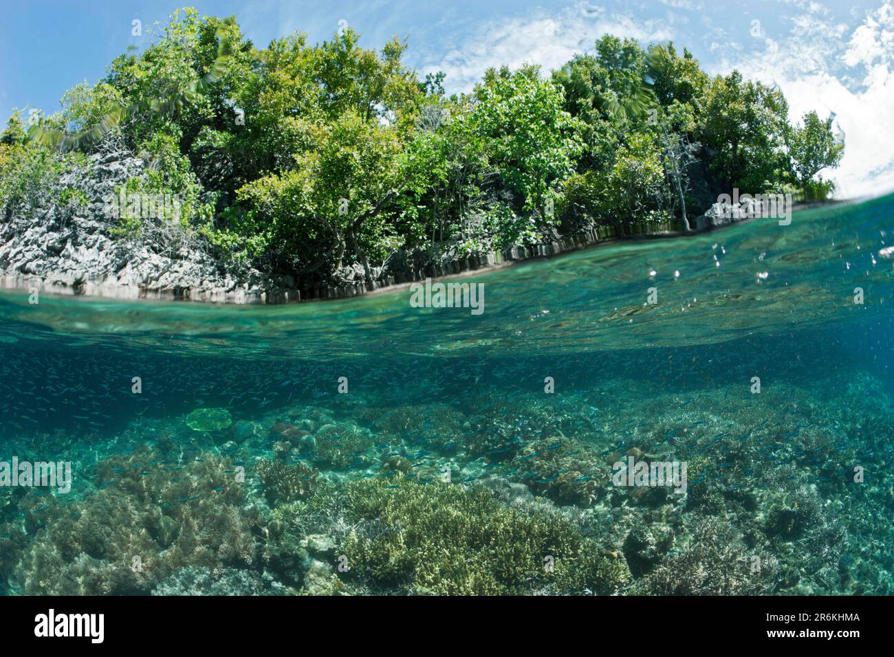 Korallenriff, Raja Ampat, West Papua, Indonesien Stockfoto