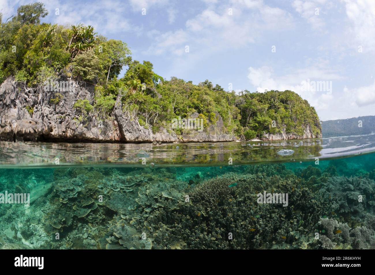 Korallenriff, Raja Ampat, West Papua, Indonesien Stockfoto