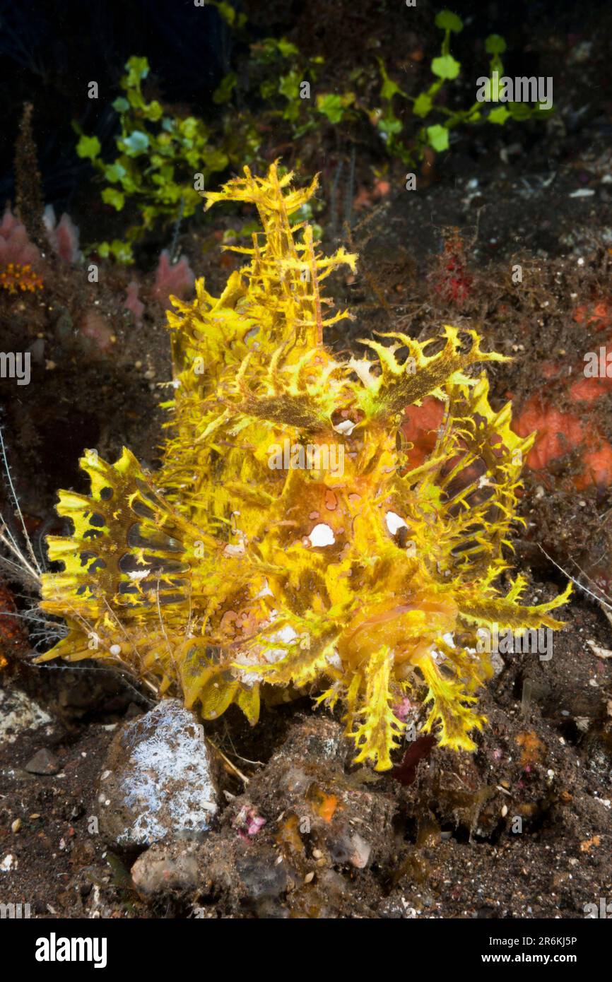 Gelbwurz-Skorpionfisch, Alam Batu, Bali, Indonesien (Rhinopias frondosa) Stockfoto