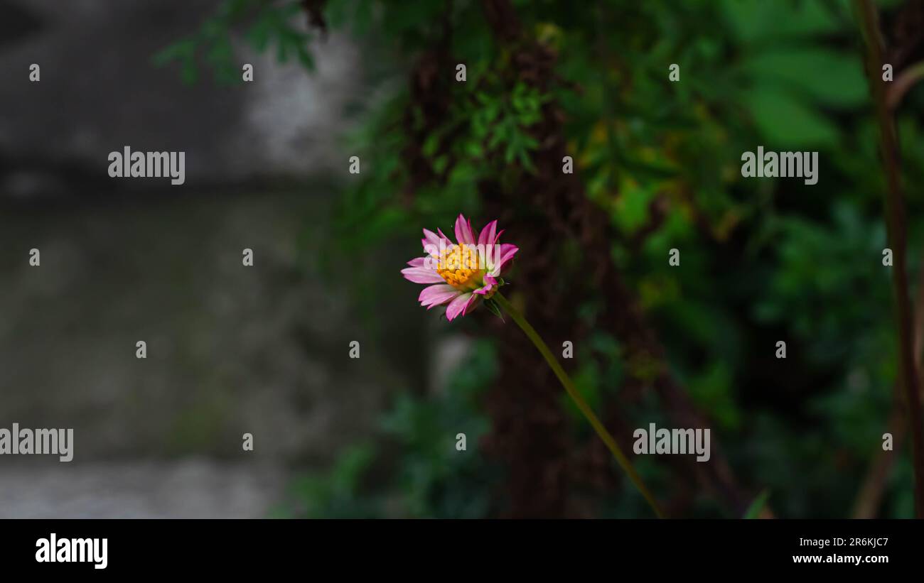 Kenikir- oder Kosmosblumen werden aus nächster Nähe mit einem verschwommenen Hintergrund fotografiert Stockfoto