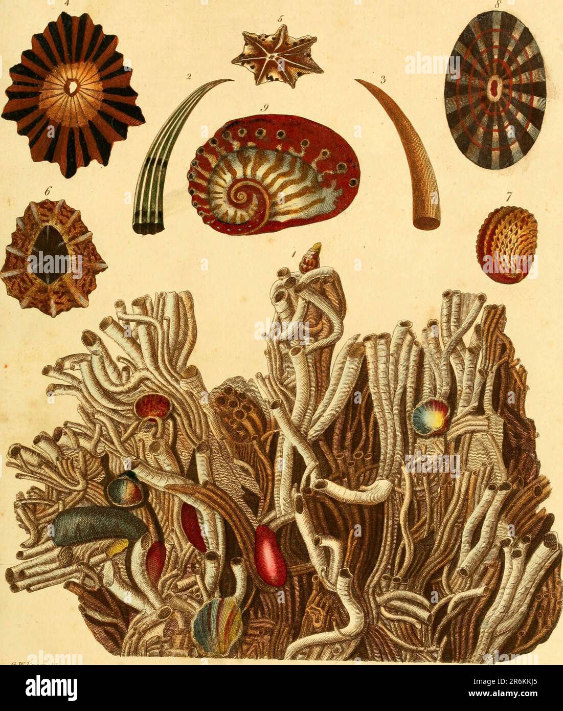 Encyclopaedia londinensis, OR, Universelles Wörterbuch der Künste, Wissenschaften und Literatur : in einer allgemeinen alphabetischen Anordnung alle Wörter und Inhalte aller in der englischen Sprache vorhandenen Wörterbücher verstehen : In dem die verbesserten Abteilungen der mechanischen Künste, der Liberalwissenschaften, der höheren Mathematik und der verschiedenen Zweige der höflichen Literatur aus den Akten, Memoiren und Transaktionen der angesehensten literarischen Gesellschaften in Europa, Asien und Amerika ausgewählt werden: Erstellung eines umfassenden Überblicks über den Aufstieg, den Fortschritt und den gegenwärtigen Stand des menschlichen Lernens Stockfoto